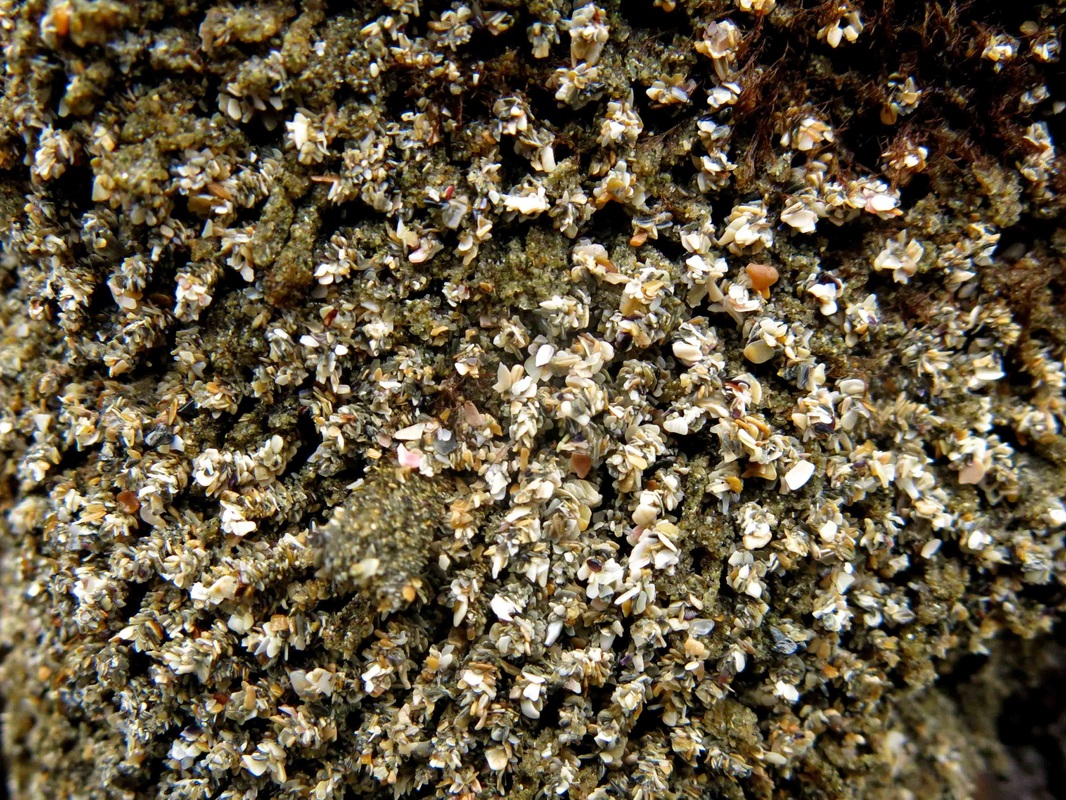 Tube-dwelling sea flea (Ericthonius rubricornis)