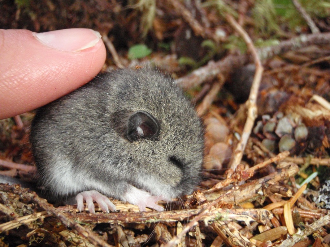 Keen's mouse (Peromyscus keeni)