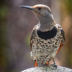 Northern flicker (Colaptes chrysoides)