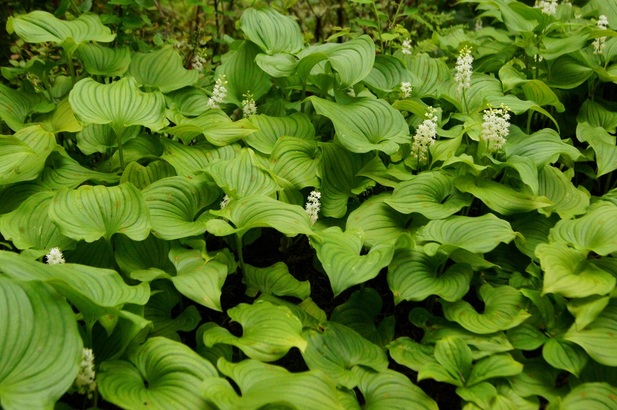 False lily-of-the-valley (Maianthemum dilatatum)