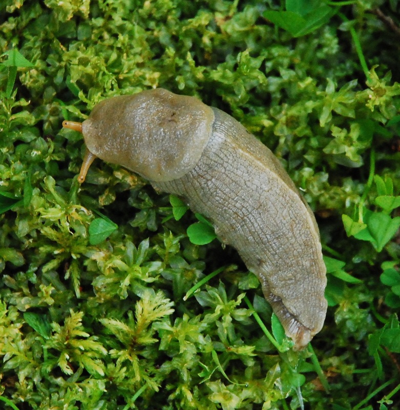 Pacific banana slug (Ariolimax columbianus)