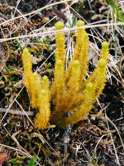 Fir clubmoss (Lycopodium selago)