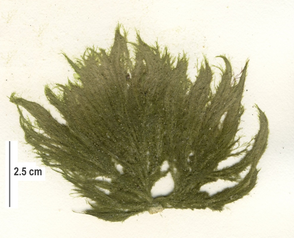 Arctic sea moss (Arcosiphonia arcta)