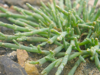 Sea asparagus (Salicornia pacifica)
