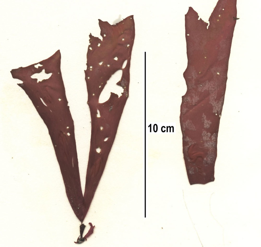 Red ribbon (Palmaria mollis)