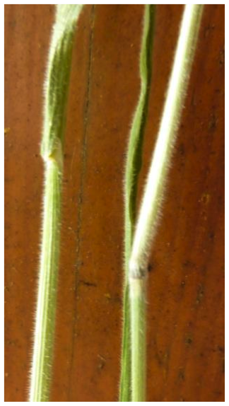 Common velvet-grass  (Holcus lanatus)