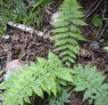 Lady fern (Athyrium filix-femina ssp. cyclosorum)