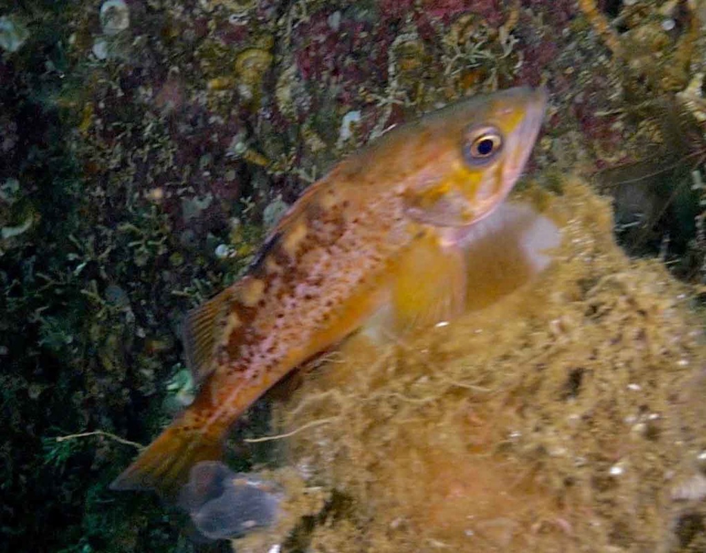 Yellowtail rockfish (Sebastes flavidus)
