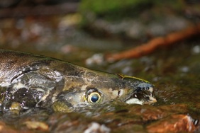 Chum Salmon (Oncorhynchus keta)