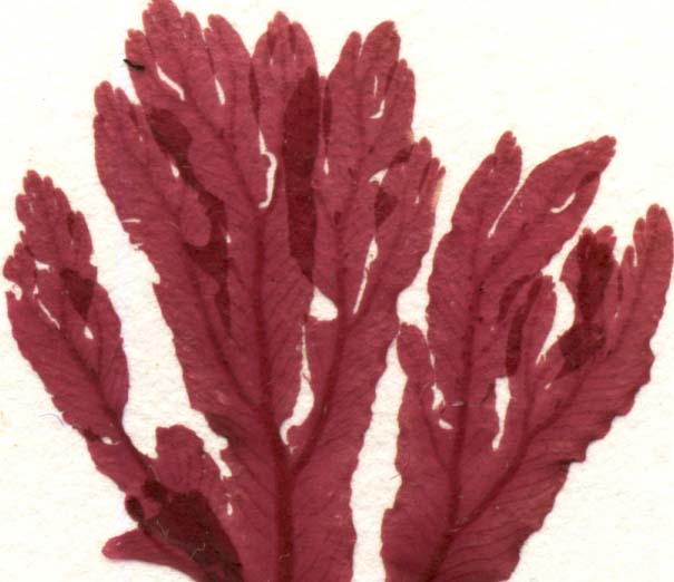 Feather-veined red seaweed (Membranoptera platyphylla)