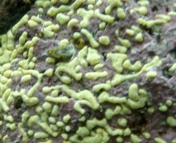 Pacific white crust (Didemnum carnulentum)