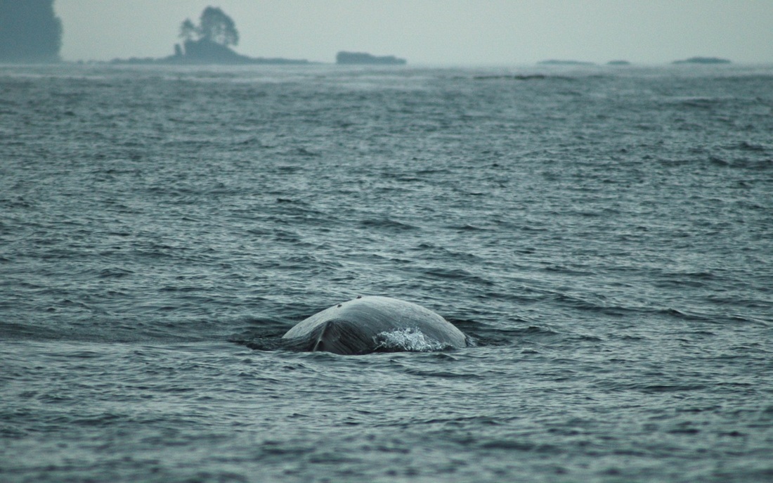 Grey whale (Eschrichtius robustus)
