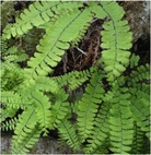 Maidenhair fern (Adiantum pedatum)