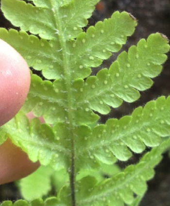 Narrow beech fern (Phegopteris connectilis)