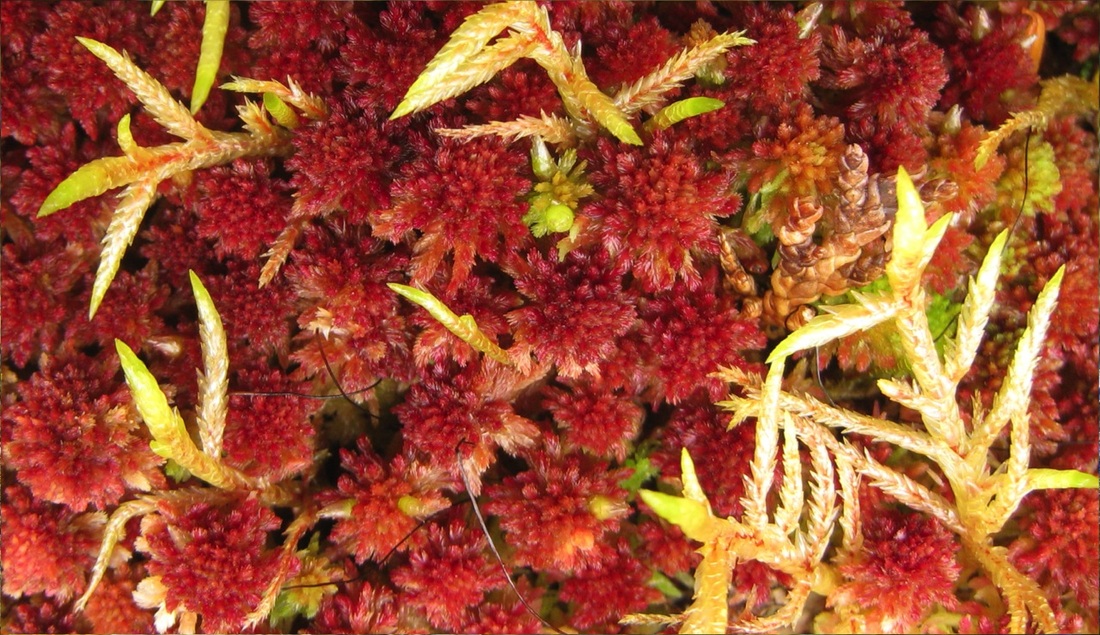 Small red peat moss (Sphagnum capillifolium)