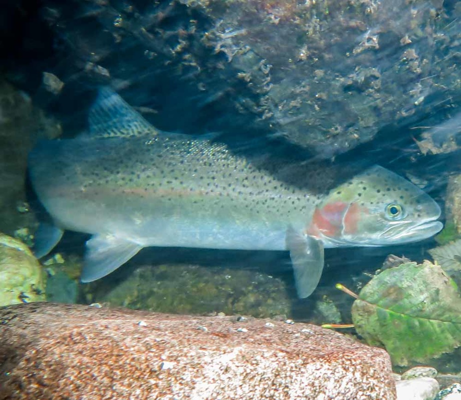 Steelhead, rainbow trout (Oncorhynchus mykiss)