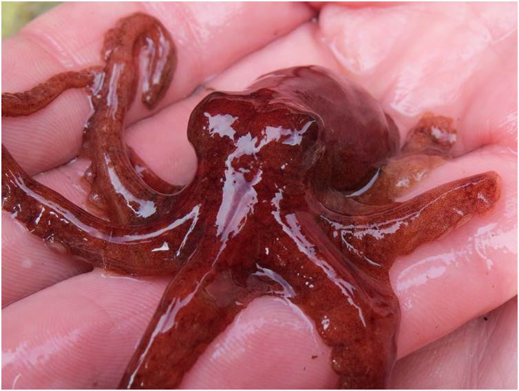 Pacific red octopus (Octopus rubescens)