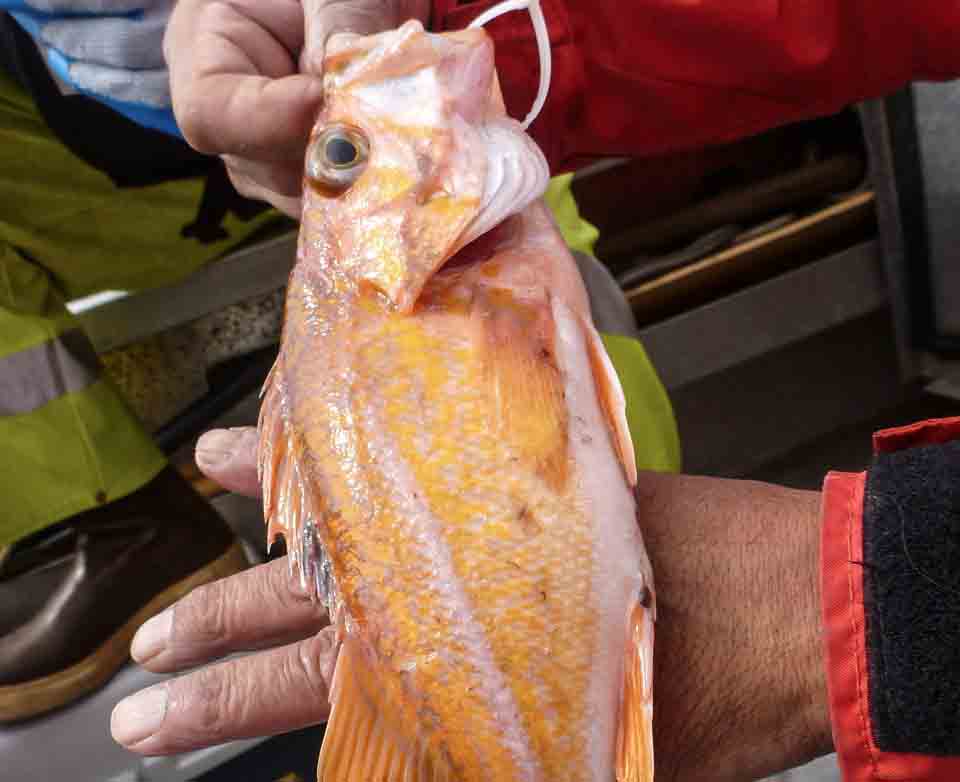 Canary rockfish (Sebastes pinniger)