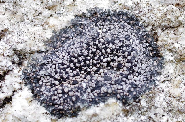 Map lichen (Rhizocarpon geminatum)