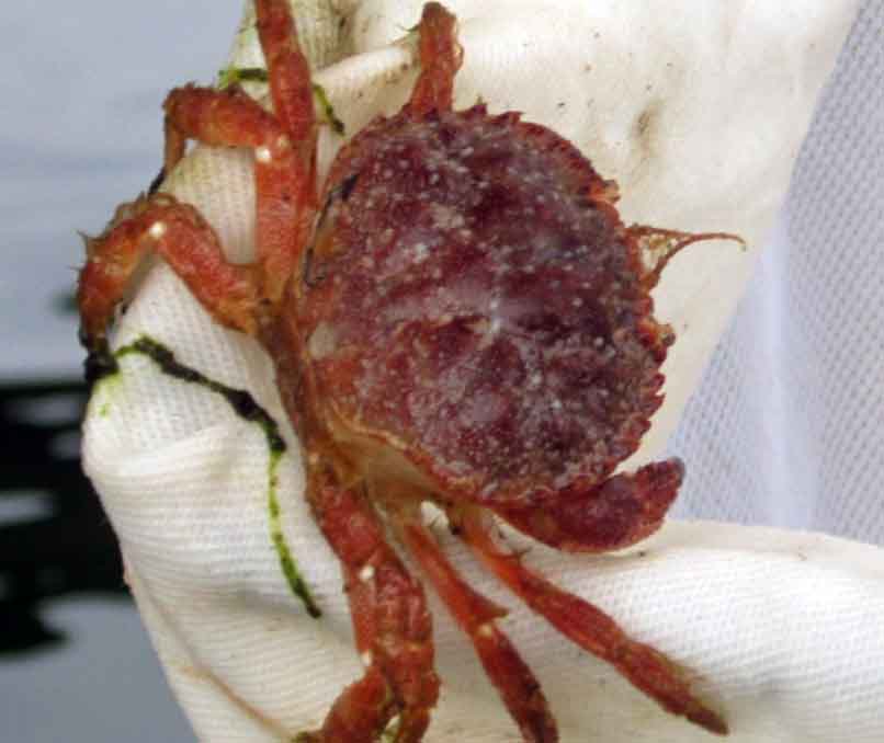 Pygmy rock crab (Glebocarcinus oregonensis)