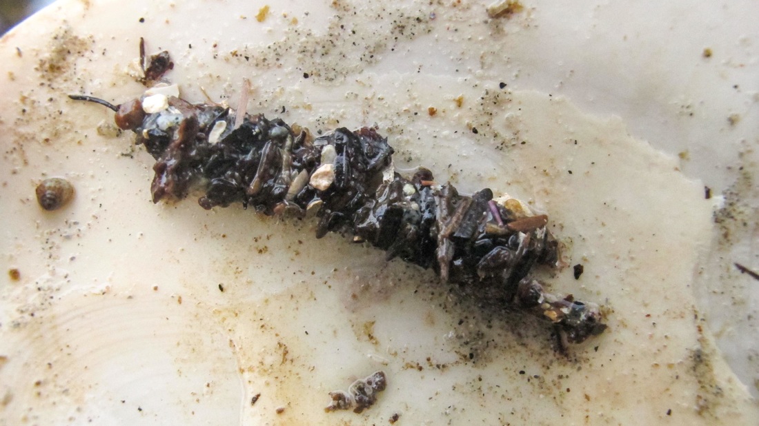 Ornate tubeworm (Diopatra oranata)