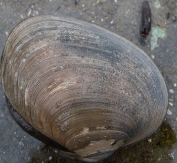 Butter clam (Saxidomus gigantea)
