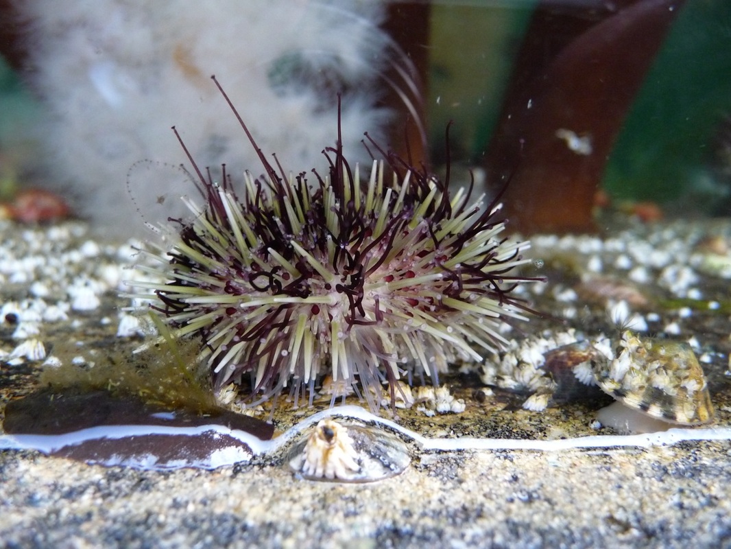 Green sea urchin (Strongylocentrotus droebachiensis)
