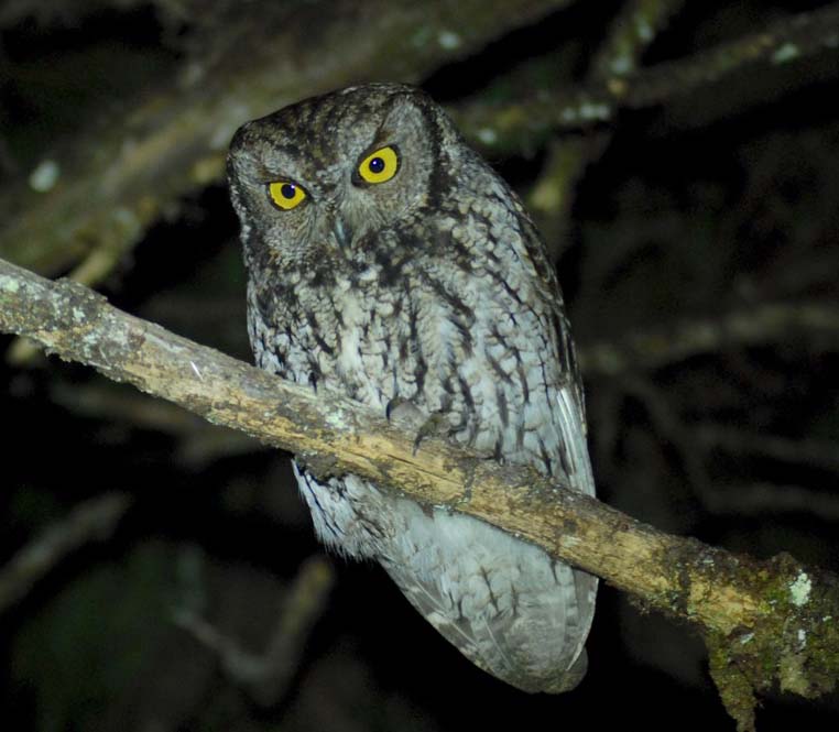 Western screech-owl (Megascops kennicottii)