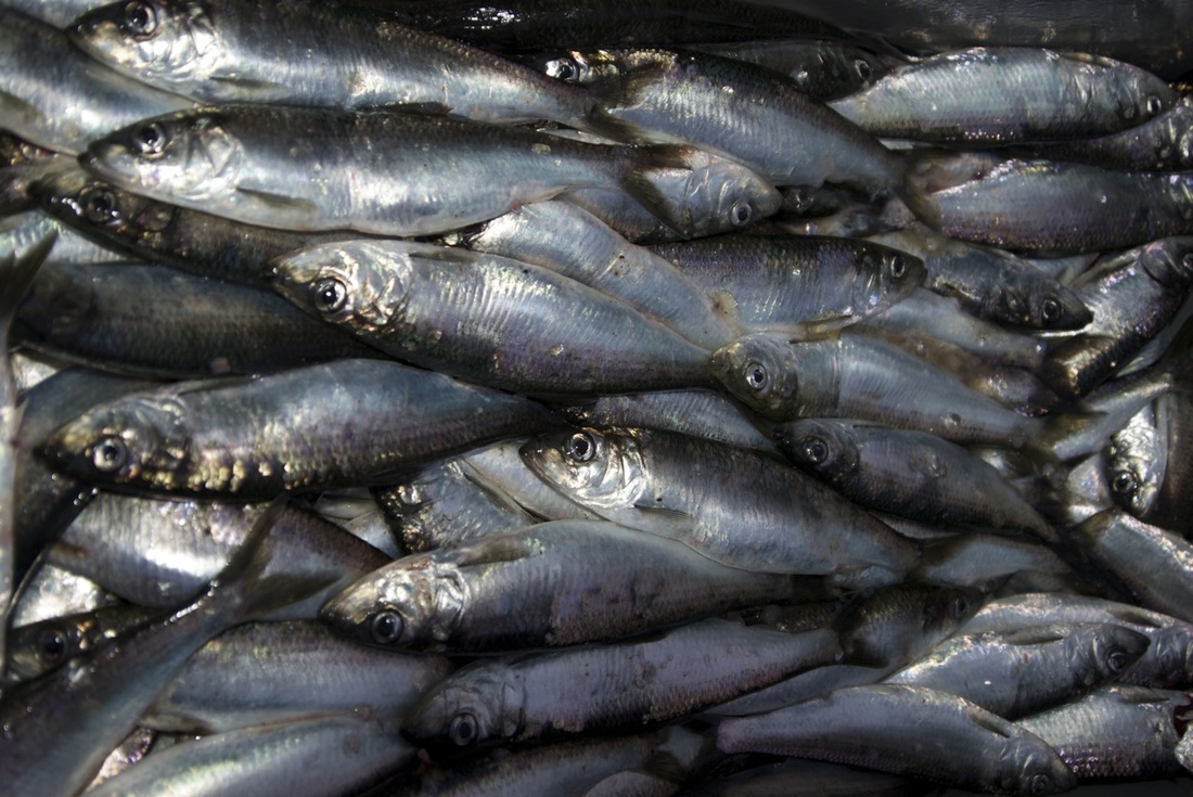 Pacific herring (Clupea pallasi)
