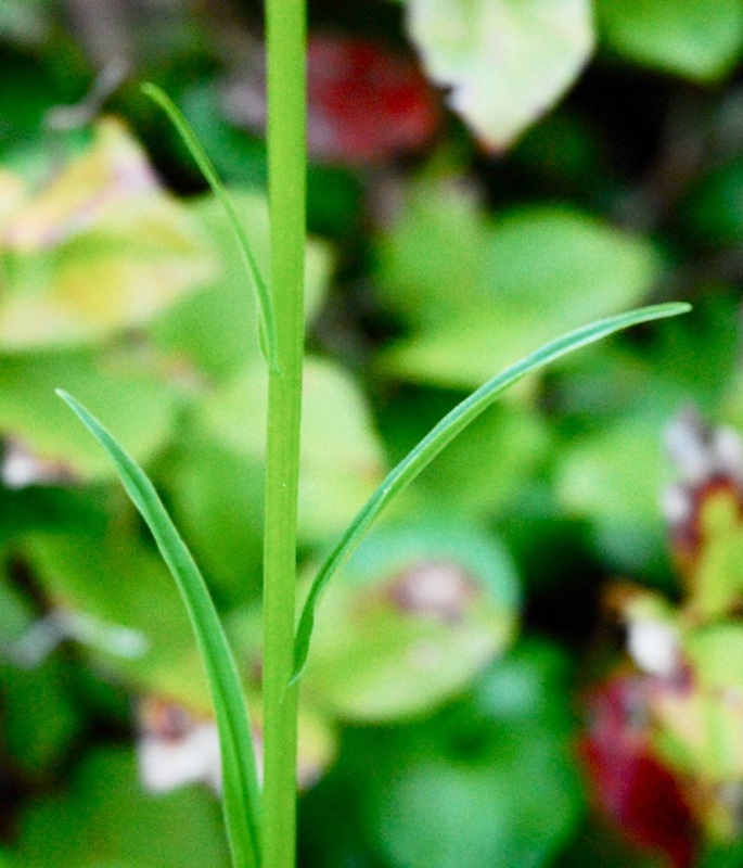 Slender bog-orchid (Platanthera stricta)