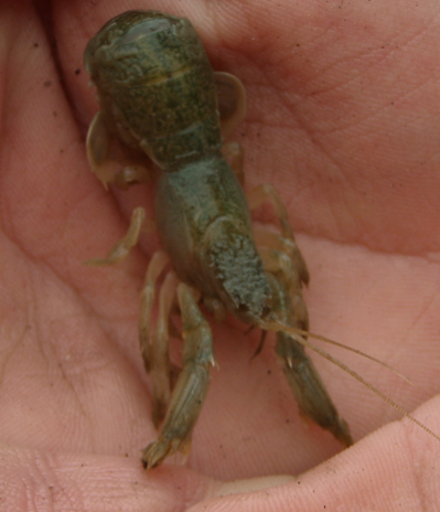 Blue mud shrimp (Upogebia pugettensis)