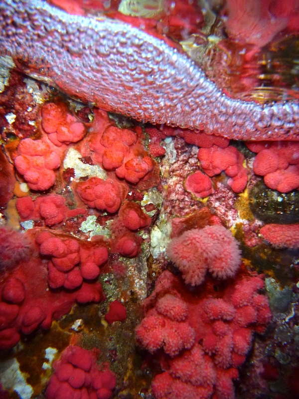 Red soft coral (Gersemia rubiformis)