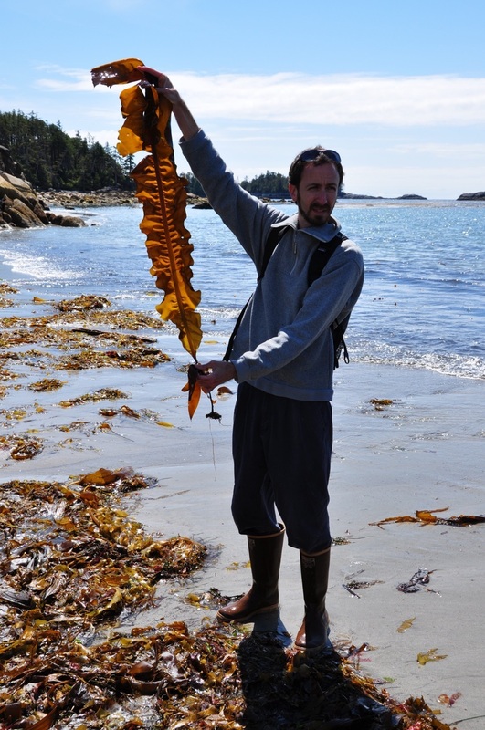 Winged kelp (Alaria marginata)