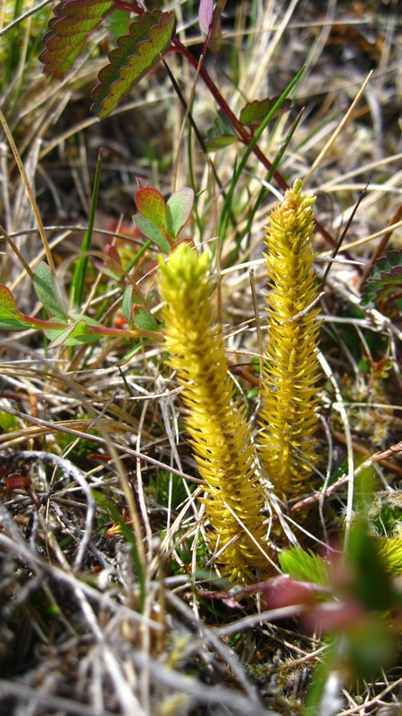 Fir clubmoss (Lycopodium selago)
