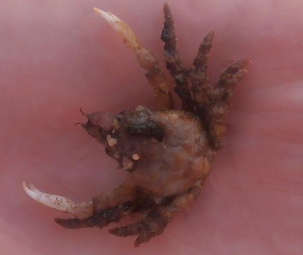 Sharp-nosed crab (Scyra acutifrons)