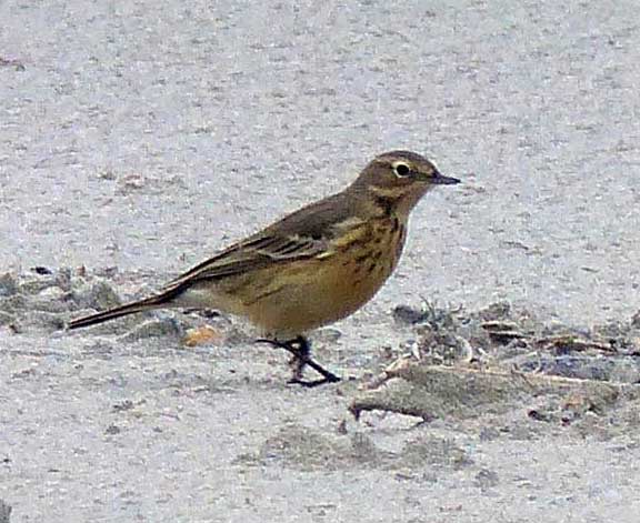 American pipit (Anthus rubescens)
