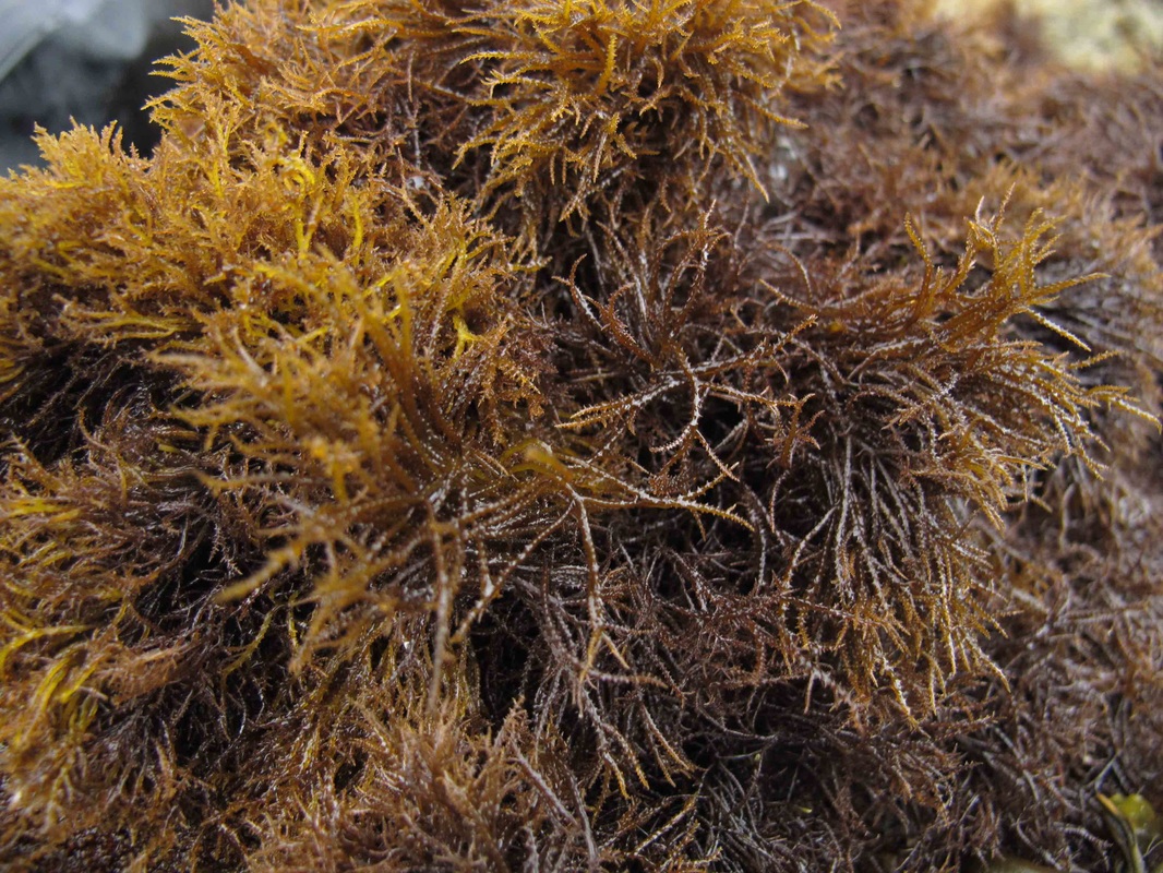 Sea moss (Endocladia muricata)