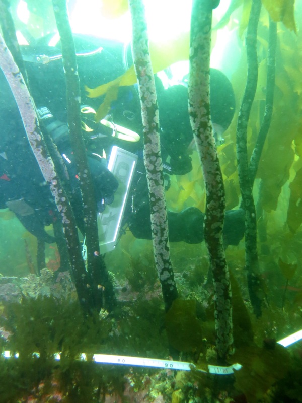 Wood-stemmed kelp (Pterygophora californica)