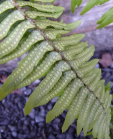 Sword fern (Polystichum munitum)