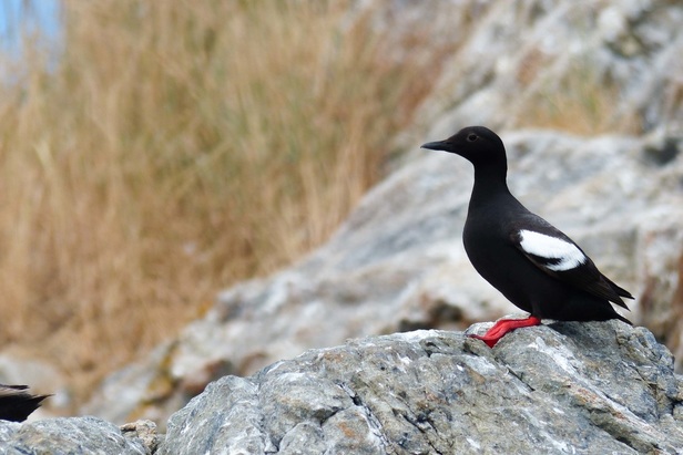 Pigeon guillemot (Cepphus columba)
