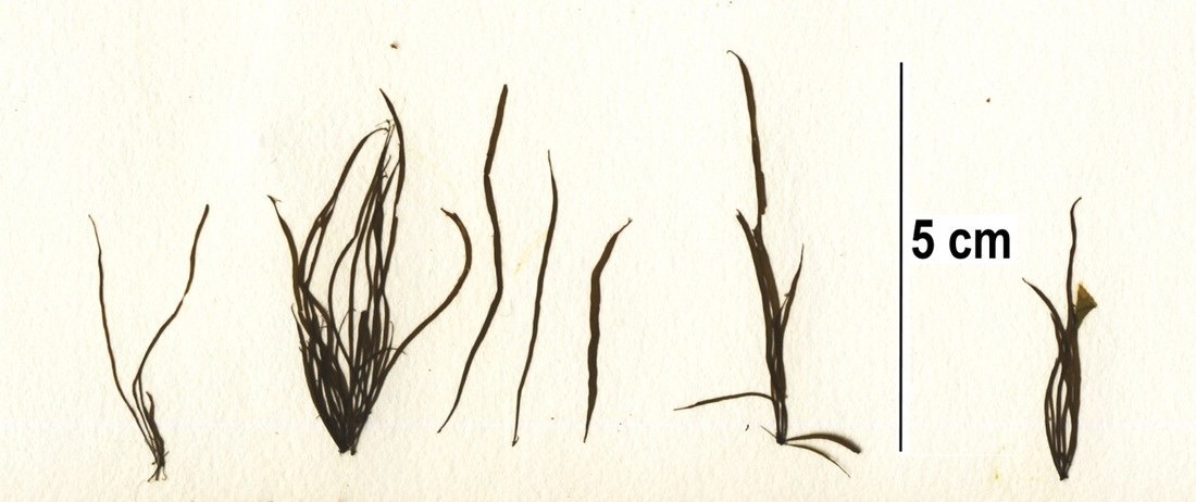 Twisted sea tubes (Melanosiphon intestinalis)