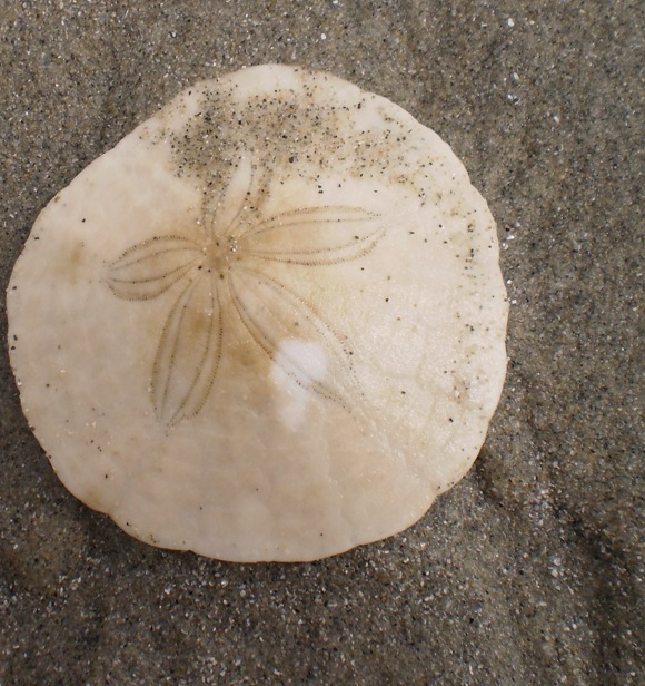 Eccentric sand dollar • Dendraster excentricus - Biodiversity of the  Central Coast