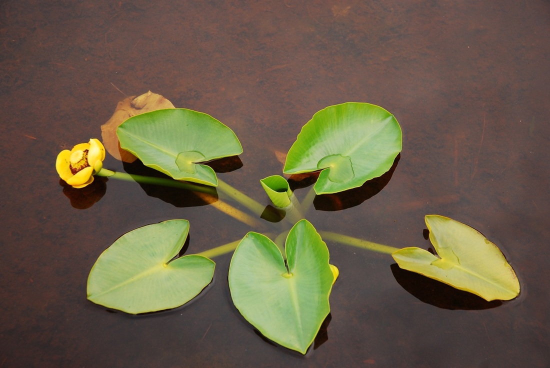 Yellow pond-lily (Nuphar polysepala)