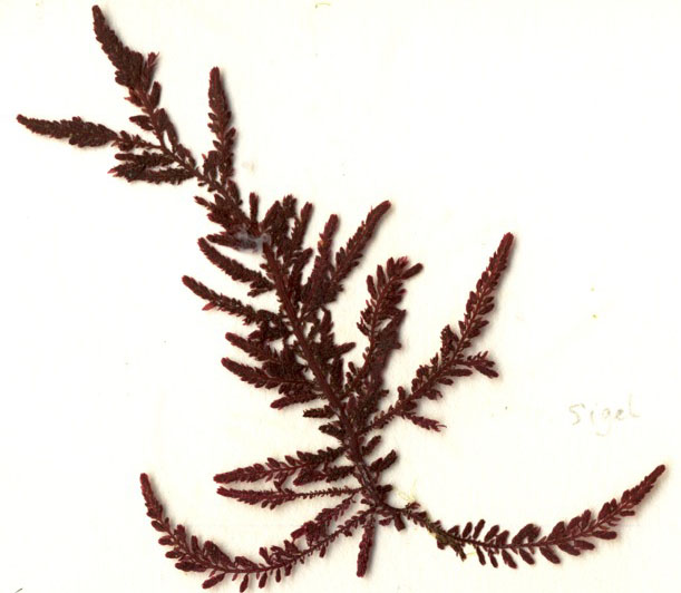 Neoptilota hypnoides