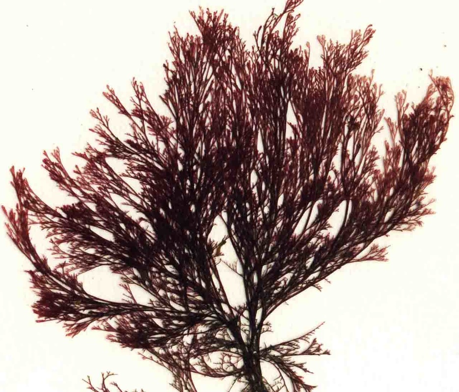 Coarse sea lace (Microcladia borealis)