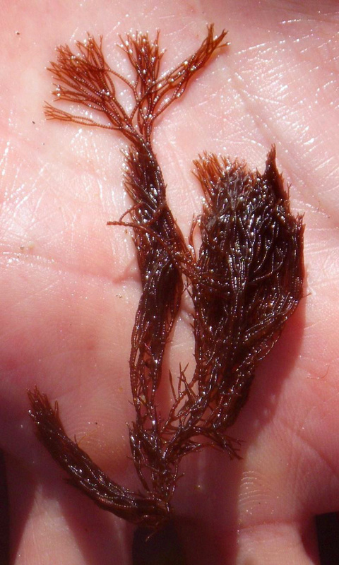 Hairy pottery seaweed (Ceramium pacificum)