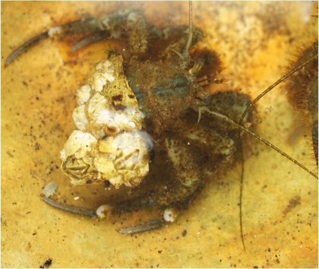 Hairy hermit crab (Pagurus hirsutiusculus)
