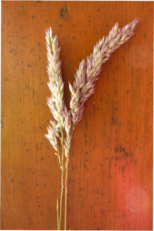 Common velvet-grass  (Holcus lanatus)