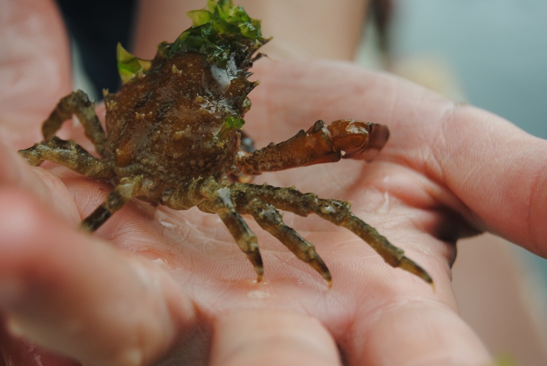 Cryptic kelp crab (Pugettia richii)