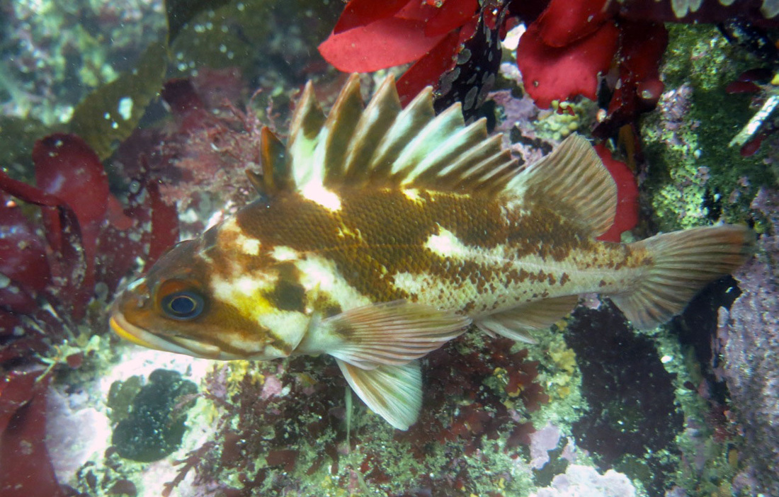 Copper rockfish (Sebastes caurinus)